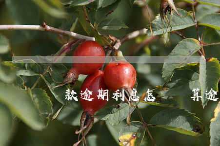貸款逾期利息怎樣計算(逾期利息怎么計算?)