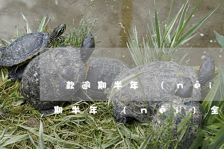 貸款逾期半年內(nèi)全部還清(貸款逾期半年內(nèi)全部還清)