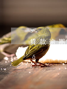 貸款逾期半年沒聯(lián)系我(網(wǎng)貸逾期半年沒有電話了)