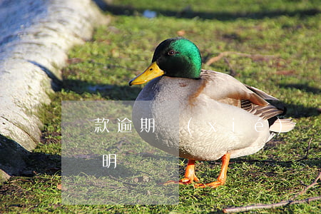 貸款逾期協(xié)議書不見了(貸款逾期說明)