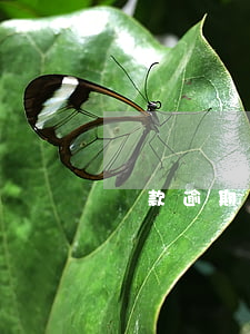 貸款逾期可以買房嗎(有逾期不能貸款買房嗎)