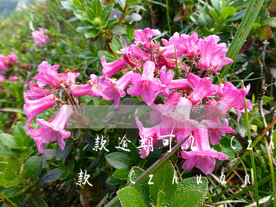 貸款逾期可以轉(zhuǎn)讓嗎(銀行貸款轉(zhuǎn)逾期是什么意思)