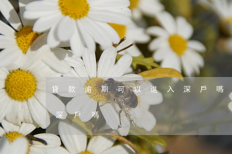 貸款逾期可以進入深戶嗎(貸款逾期可以進入深戶嗎)