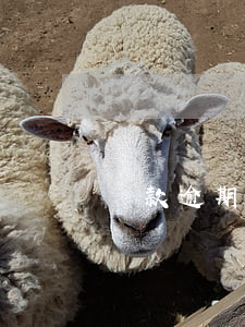 貸款逾期后信用卡申請(信用卡逾期申述)