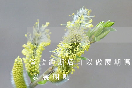 貸款逾期后可以做展期嗎(銀行信用貸到期可以展期嗎)