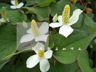 貸款逾期后如何正確還款(房貸逾期怎么還款)