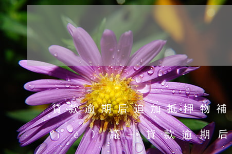 貸款逾期后追加抵押物補(bǔ)充協(xié)議-貸款逾期后追加抵押物補(bǔ)充協(xié)議合法嗎