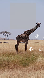 貸款逾期后還不了怎么辦(銀行貸款逾期了還不上怎么辦)