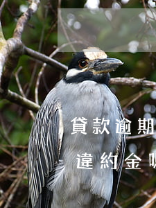 貸款逾期后還款先還本金(房貸提前還本金有違約金嗎?)