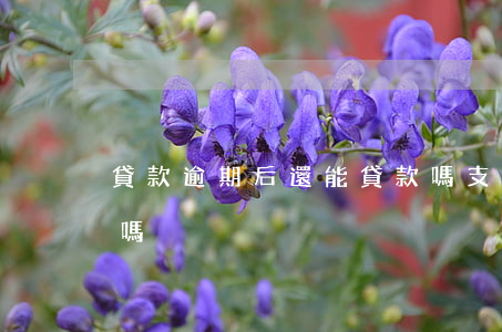 貸款逾期后還能貸款嗎（支付貸逾期了能再借嗎）