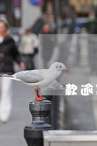 貸款逾期和起訴