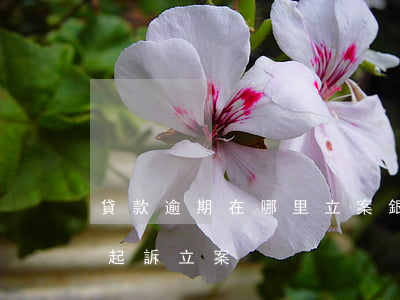 貸款逾期在哪里立案(銀行貸款逾期多久會被起訴立案)