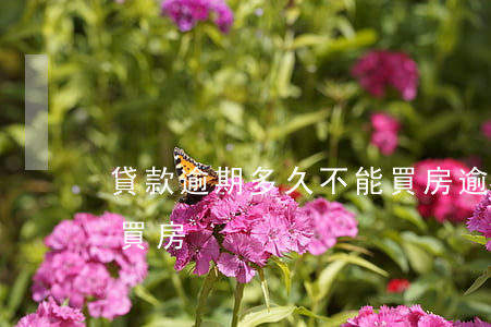 貸款逾期多久不能買房(逾期幾年后可以貸款買房)