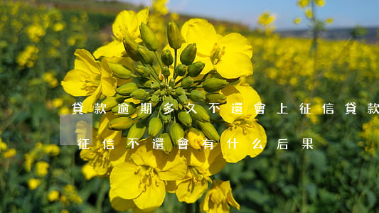 貸款逾期多久不還會上征信(貸款逾期多久上征信 不還會有什么后果)