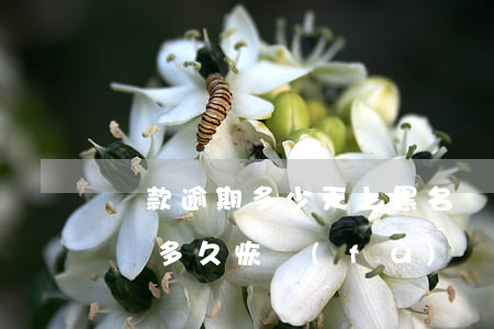 貸款逾期多少天上黑名單(貸款逾期還款黑名單多久恢復(fù))