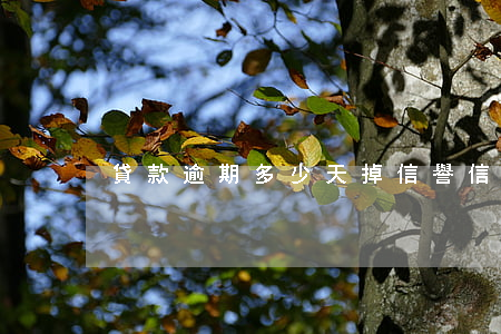 貸款逾期多少天掉信譽(信用貸款幾天算逾期)