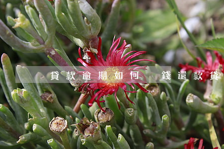 貸款逾期如何掙錢還款(貸款逾期了怎么還錢)