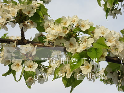 貸款逾期委托律師協(xié)調(diào)(房貸逾期律師費(fèi)協(xié)商)