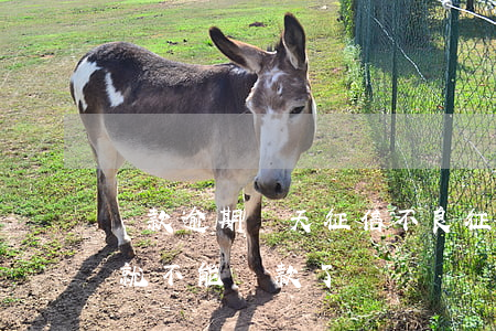 貸款逾期幾天征信不良(征信報告有幾次逾期就不能貸款了)