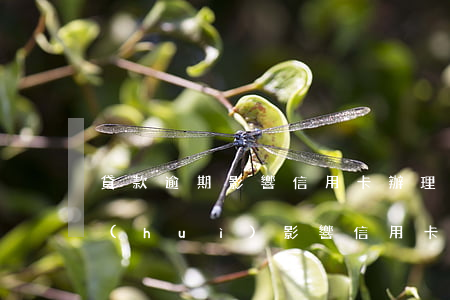貸款逾期影響信用卡辦理嗎(銀行貸款逾期會(huì)影響信用卡嗎)