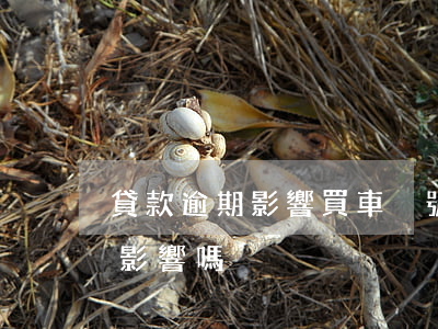 貸款逾期影響買車搖號嗎(貸款搖號買房會有影響嗎)