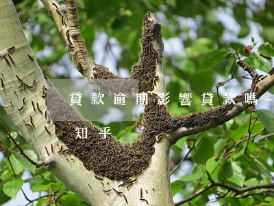 貸款逾期影響貸款嗎-貸款逾期影響貸款嗎知乎