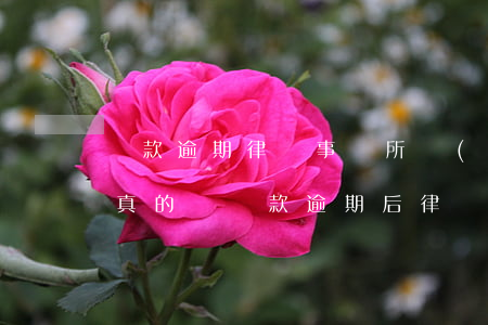 貸款逾期律師事務所發(fā)的律師函是真的嗎（貸款逾期后律師函）