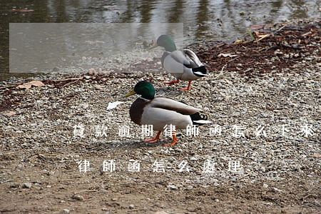 貸款逾期律師函怎么下來(銀行貸款逾期收到律師函怎么處理)