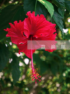 貸款逾期怎么申訴不知情(房貸逾期怎么申訴)