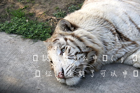 貸款逾期怎么申請(qǐng)復(fù)議(征信逾期了可以申請(qǐng)復(fù)議嗎)