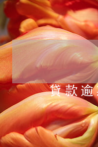 貸款逾期怎么補-貸款逾期怎么補辦