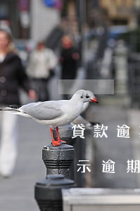 貸款逾期提醒已還請忽略(房貸沒到還款日提示逾期咋回事)