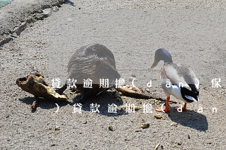 貸款逾期擔(dān)保人保證書(shū)(貸款逾期擔(dān)保人保證書(shū)怎么寫(xiě))