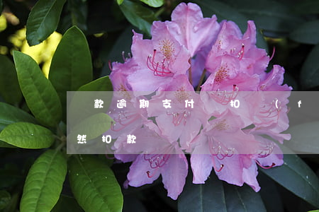 貸款逾期支付寶扣費(fèi)(寶付支付突然扣款)