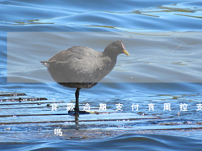 貸款逾期支付寶風控(支付寶貸款逾期會報案嗎)