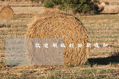 貸款逾期收到排期通知(貸款逾期催收通知書)