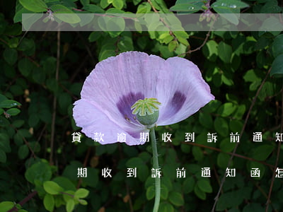 貸款逾期收到訴前通知函怎么處理-貸款逾期收到訴前通知函怎么處理呢
