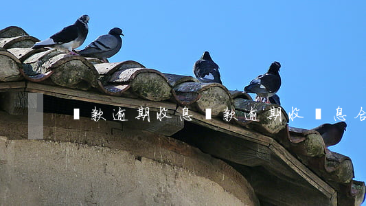貸款逾期 收息(貸款逾期收罰息合理嗎)