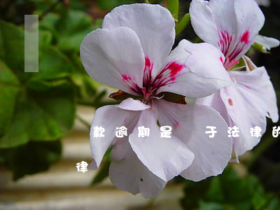 貸款逾期是屬于法律的(貸款逾期違反哪條法律)