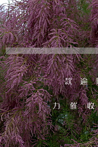 貸款逾期暴力催收怎么解決問題（貸款逾期暴力催收怎么解決）
