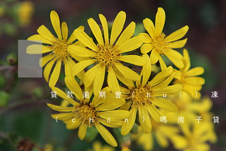 貸款逾期會(huì)凍結(jié)房產(chǎn)嗎(房子貸款逾期多久會(huì)查封)
