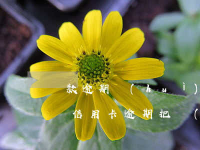 貸款逾期會(huì)封儲(chǔ)蓄卡嗎(信用卡逾期把儲(chǔ)蓄卡也封了怎么辦)