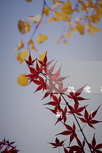 貸款逾期會(huì)查到新單位嗎(貸款逾期會(huì)找到單位嗎)
