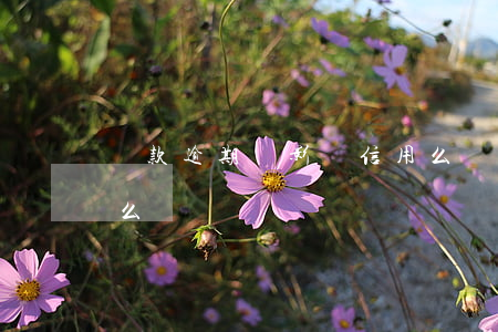 貸款逾期會影響信用么(貸款逾期會影響信用么)