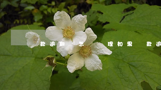 貸款逾期會怎樣處理(如果貸款逾期了怎么辦)