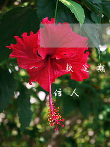 貸款逾期會成為失信人嗎(貸款逾期會成為失信人嗎)