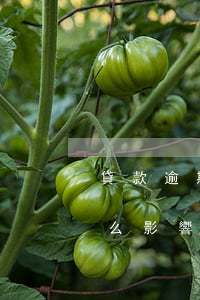 貸款逾期會有哪些影響(銀行貸款逾期會有什么影響)