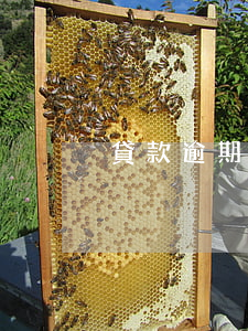 貸款逾期未還有什么后果