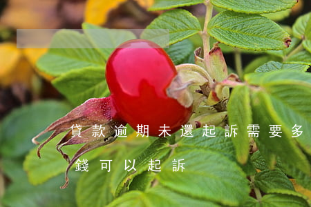 貸款逾期未還起訴需要多少錢(貸款逾期多少錢可以起訴)