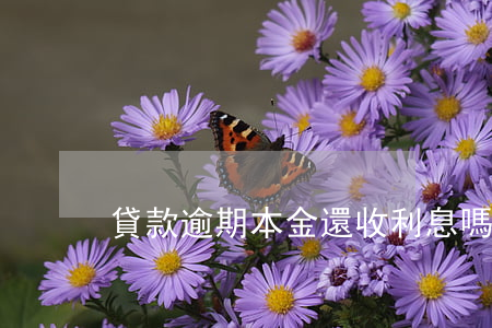貸款逾期本金還收利息嗎